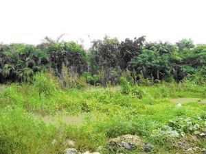 土地生態保護 土地生態保護