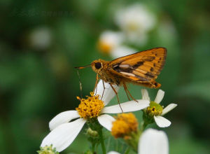 紅翅長標弄蝶 紅翅長標弄蝶