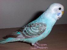 蛋白石種 （Opaline）