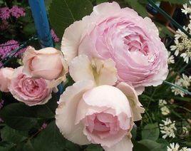 伊芙馬蒂諾風琴 伊芙馬蒂諾風琴