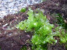 野生海藻菜