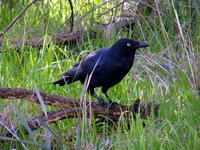 海灣渡鴉 海灣渡鴉
