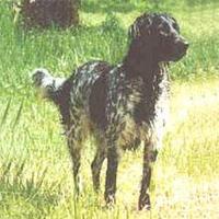 大型明斯特蘭德犬