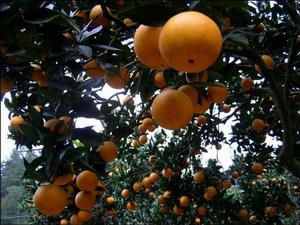 橙滿園 橙滿園