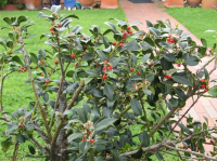 城口冬青 城口冬青