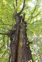 東台古銀杏樹1高清大圖