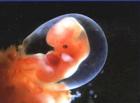 胚胎庫