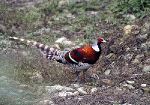 華盛頓公約附錄一 白頸長尾雉