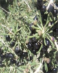 黑果旬子 黑果旬子