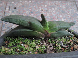 疣葉暗羅 疣葉暗羅