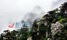 井岡山國際杜鵑花節