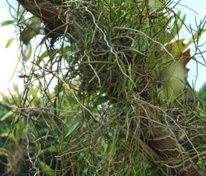 廣東隔距蘭 廣東隔距蘭