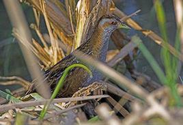 小田雞指名亞種 小田雞指名亞種