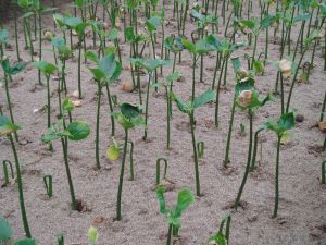 沙床及印奇果種子的萌發