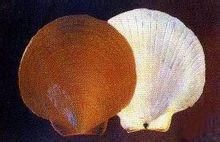 花日本日月貝 花日本日月貝