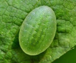 刺圍脊貝屬 刺圍脊貝屬