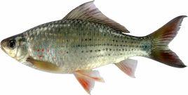 紋唇魚屬 紋唇魚屬