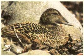 冰島雁鴨絨 冰島雁鴨絨