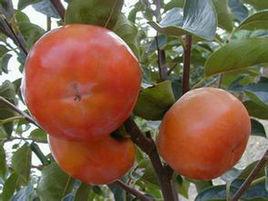 陽豐甜柿 陽豐甜柿