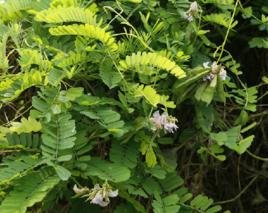 相思子根 相思子根