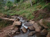 小弄井自然村 小弄井自然村