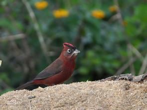 紅冠拾葉雀 紅冠拾葉雀