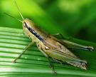 小稻蝗