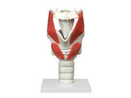 喉結構與功能放大模型 喉結構與功能放大模型