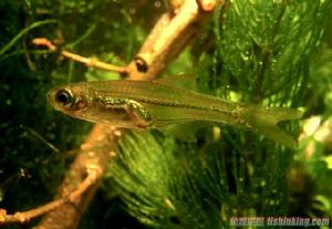 蓋氏小波魚 蓋氏小波魚