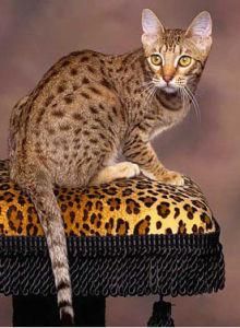 孟加拉貓 孟加拉貓