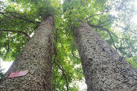 夫妻楨楠 夫妻楨楠