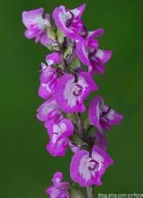 紫色普氏馬先蒿 紫色普氏馬先蒿