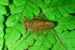 紅條葉蟬 紅條葉蟬