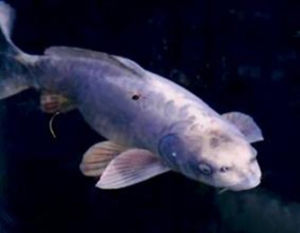 人臉鯉魚 人臉鯉魚