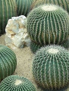 沙漠植物
