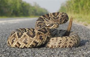 東部菱斑響尾蛇