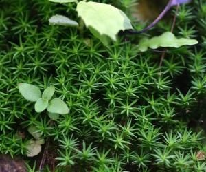 細尖松羅蘚 細尖松羅蘚