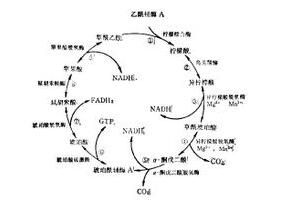 酮戊二酸脫氫酶複合體 酮戊二酸脫氫酶複合體