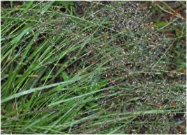 小畫眉草 小畫眉草