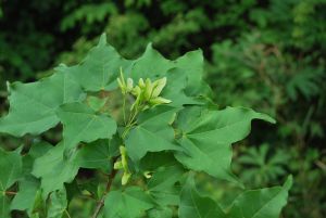 三尖色木槭 三尖色木槭