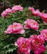 牡丹之鄉 牡丹之鄉