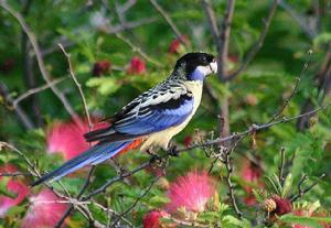 北部玫瑰鸚鵡 北部玫瑰鸚鵡