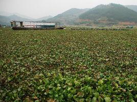 中國外來入侵物種名單 中國外來入侵物種名單