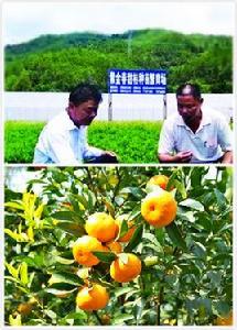 紫金春甜桔 紫金春甜桔