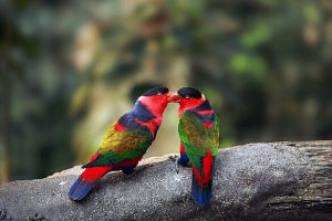 黑頂吸蜜鸚鵡 黑頂吸蜜鸚鵡