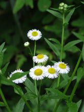 大王山[安徽省安慶市潛山縣天柱山鎮大王山]