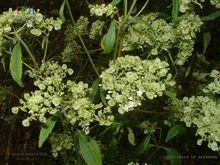 山苦蕒（又名：敗醬）