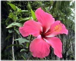 單體雄蕊 單體雄蕊