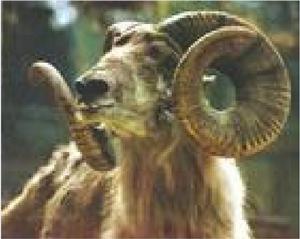 巴德蘭茲大角羊 巴德蘭茲大角羊