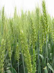 濟麥22號 濟麥22號